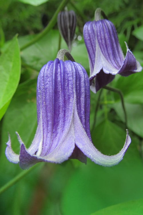  Roguchi Clematis - 1 Gallon Pot