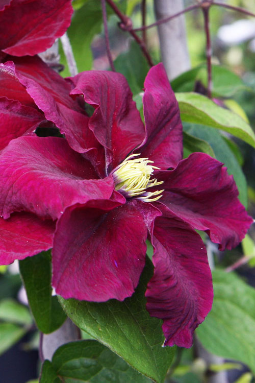  Rosemoor Clematis - 1 Gallon Pot