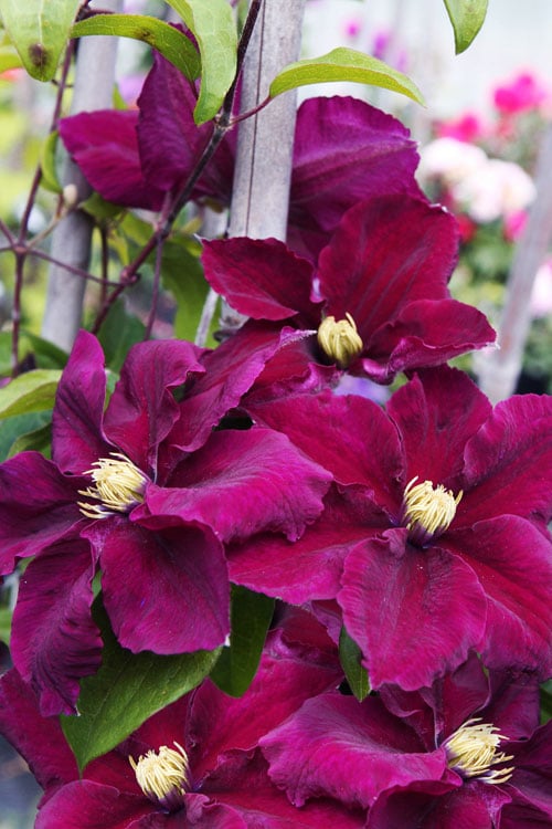  Rosemoor Clematis - 1 Gallon Pot