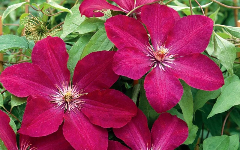  Rouge Cardinal Clematis - 1 Gallon Pot
