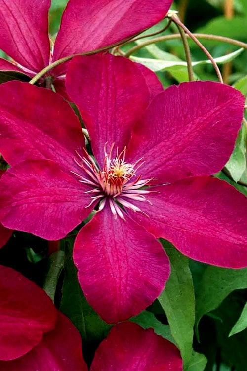  Rouge Cardinal Clematis - 1 Gallon Pot