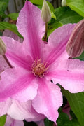  Sally Clematis - 1 Gallon Pot