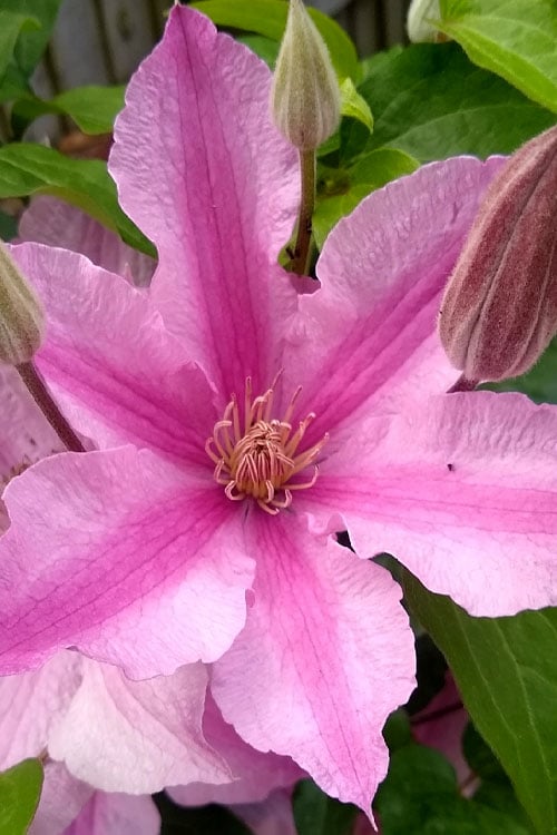  Sally Clematis - 1 Gallon Pot