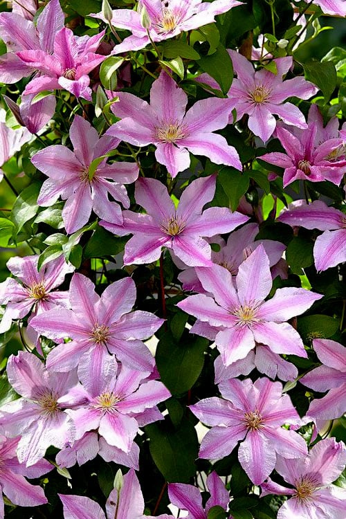  Sally Clematis - 1 Gallon Pot