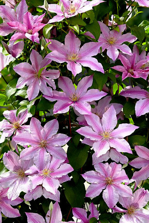  Sally Clematis - 1 Gallon Pot