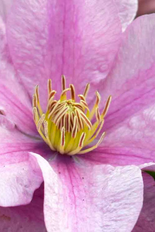  Sally Clematis - 1 Gallon Pot
