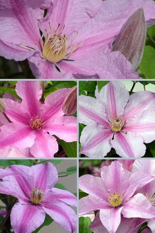  Sally Clematis - 1 Gallon Pot
