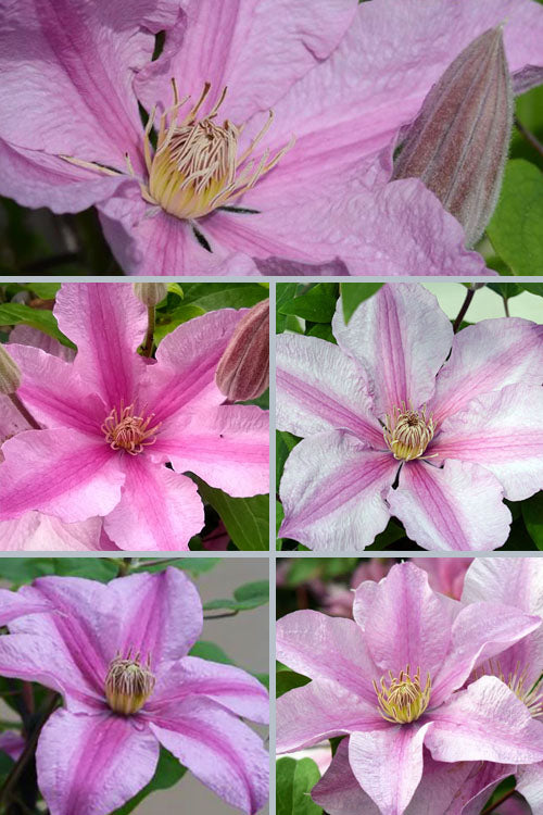  Sally Clematis - 1 Gallon Pot