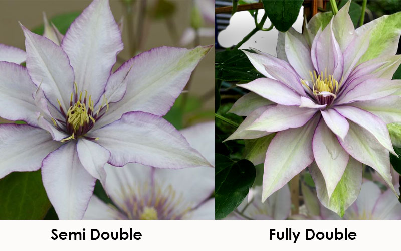  Samaritan Jo Clematis - 1 Gallon Pot