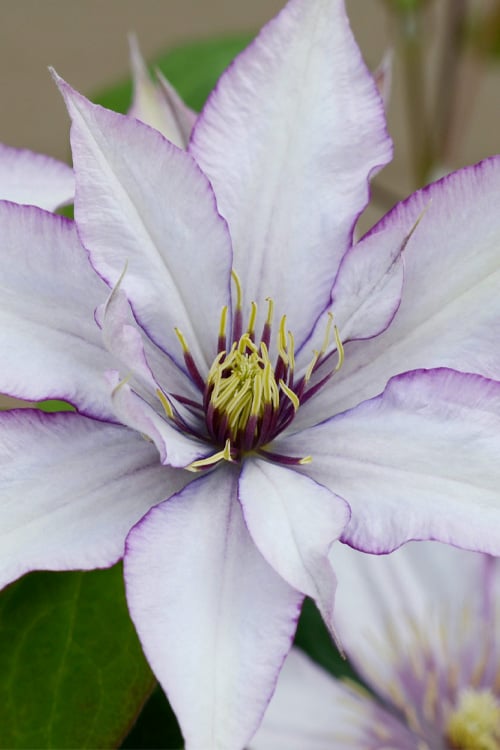  Samaritan Jo Clematis - 1 Gallon Pot