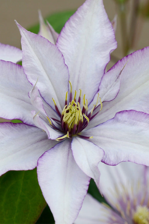 Samaritan Jo Clematis - 1 Gallon Pot
