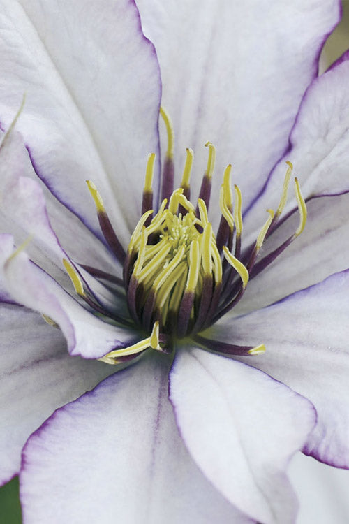  Samaritan Jo Clematis - 1 Gallon Pot
