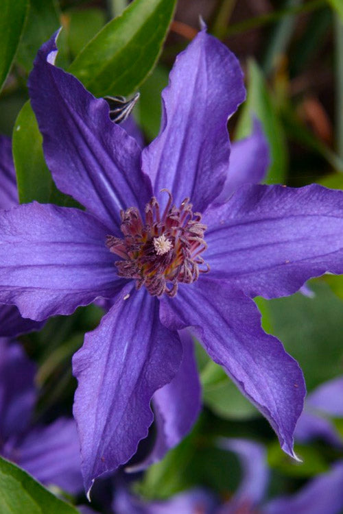  Sapphire Indigo Clematis - 3 Gallon Pot