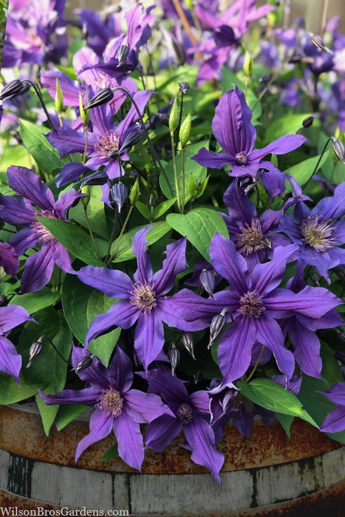  Sapphire Indigo Clematis - 3 Gallon Pot