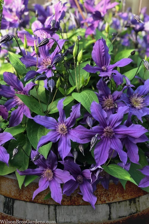  Sapphire Indigo Clematis - 3 Gallon Pot