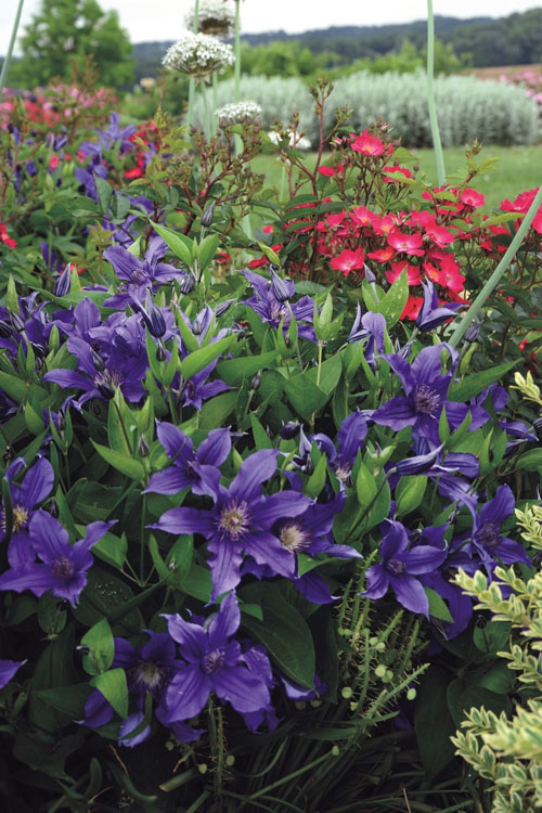  Sapphire Indigo Clematis - 1 Gallon Pot