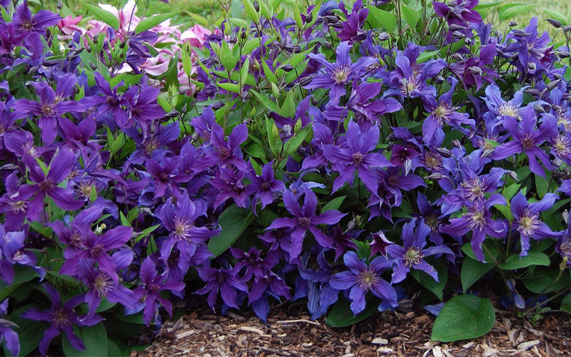  Sapphire Indigo Clematis - 1 Gallon Pot