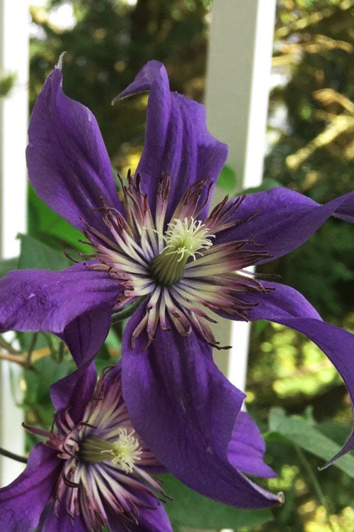  Sapphire Indigo Clematis - 1 Gallon Pot