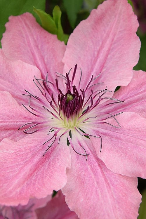  Sarah Elizabeth Clematis - 1 Gallon Pot