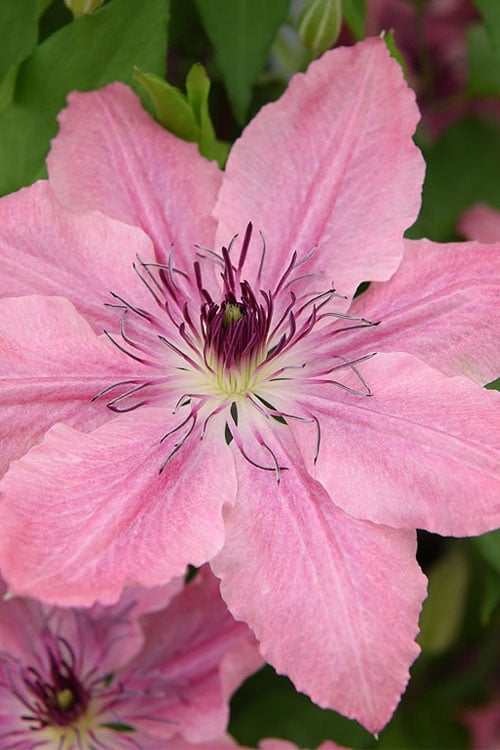  Sarah Elizabeth Clematis - 1 Gallon Pot
