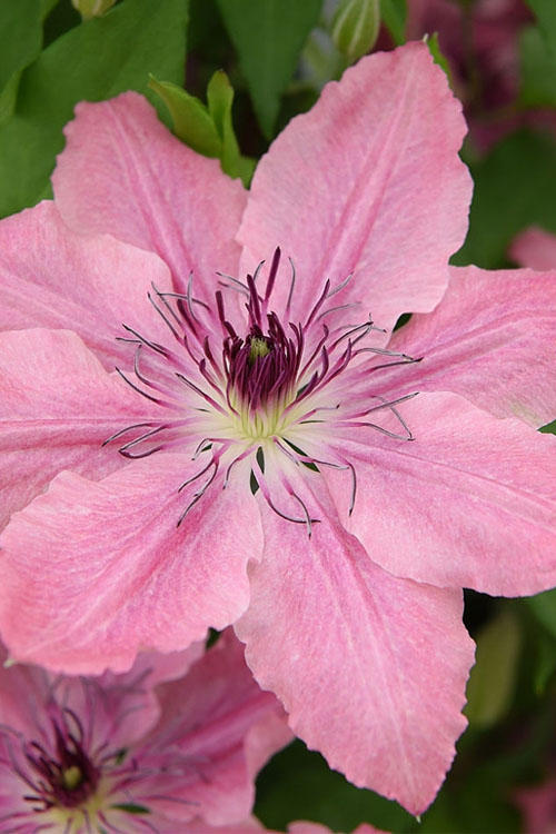  Sarah Elizabeth Clematis - 1 Gallon Pot