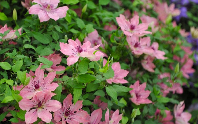  Sarah Elizabeth Clematis - 1 Gallon Pot
