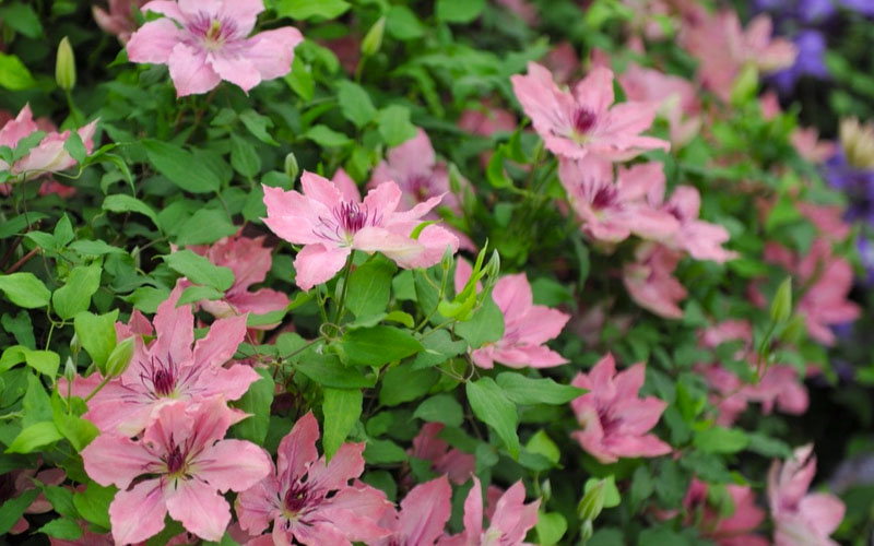  Sarah Elizabeth Clematis - 1 Gallon Pot