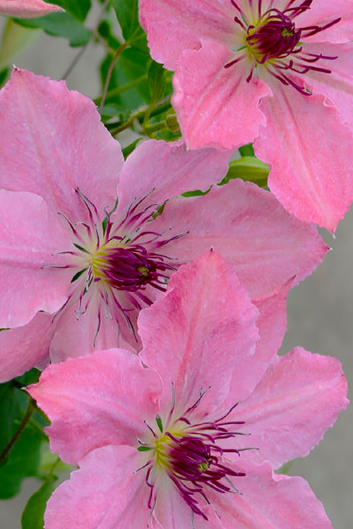  Sarah Elizabeth Clematis - 1 Gallon Pot