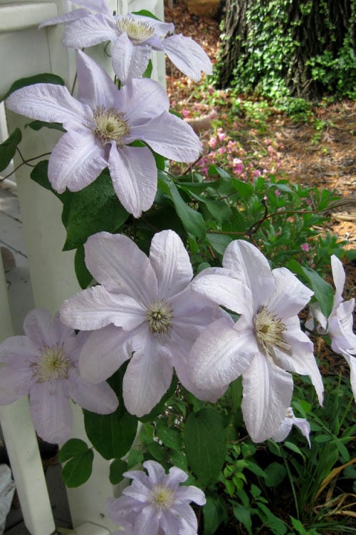  Silver Moon Clematis - 1 Gallon Pot
