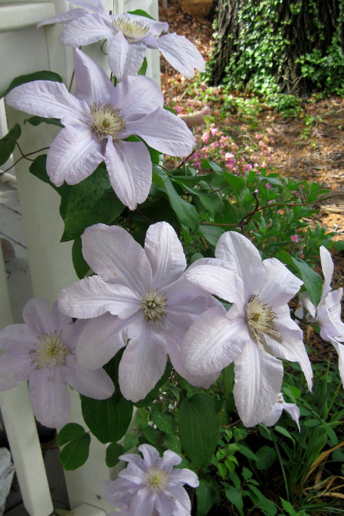  Silver Moon Clematis - 1 Gallon Pot
