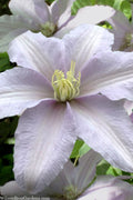  Silver Moon Clematis - 1 Gallon Pot