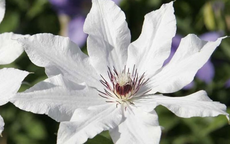  Snow Queen Clematis - 1 Gallon Pot