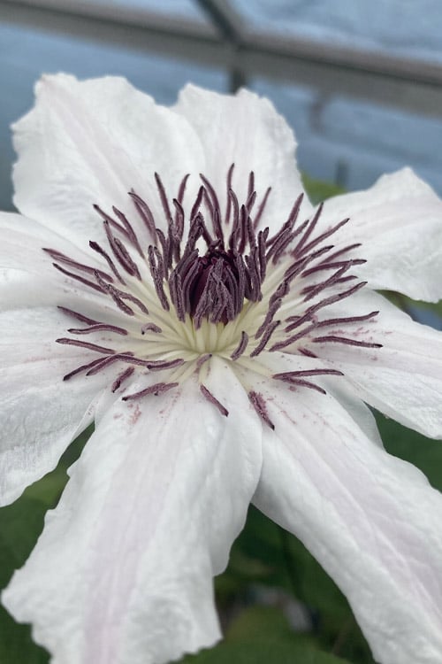  Snow Queen Clematis - 1 Gallon Pot