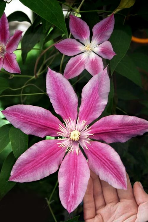  Sugar Candy Clematis - 1 Gallon Pot