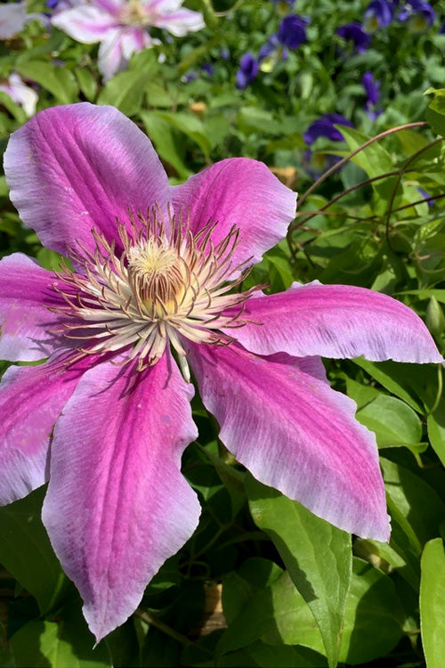  Sugar Candy Clematis - 1 Gallon Pot