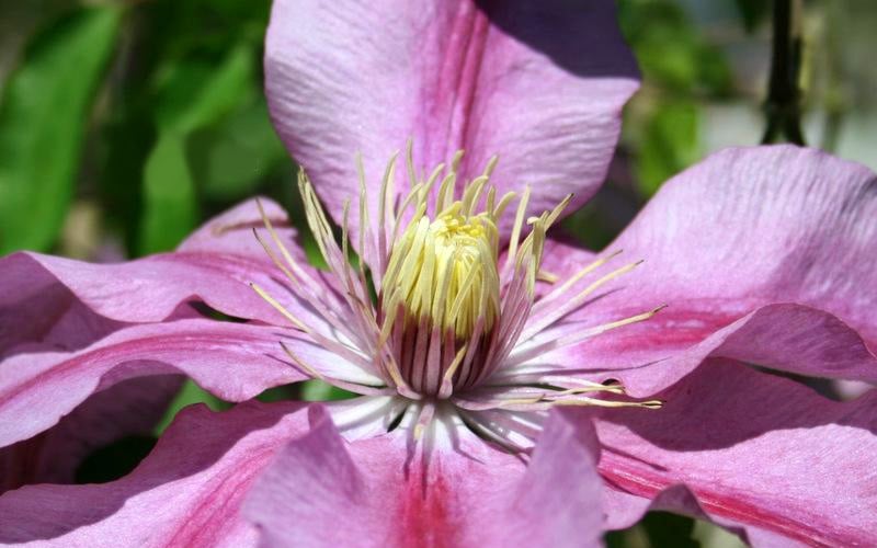  Sugar Candy Clematis - 1 Gallon Pot
