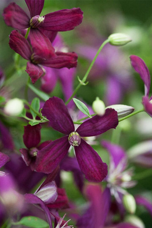  Sweet Summer Love Clematis - 1 Gallon Pot