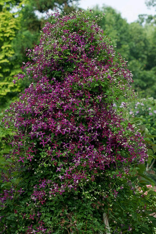  Sweet Summer Love Clematis - 1 Gallon Pot