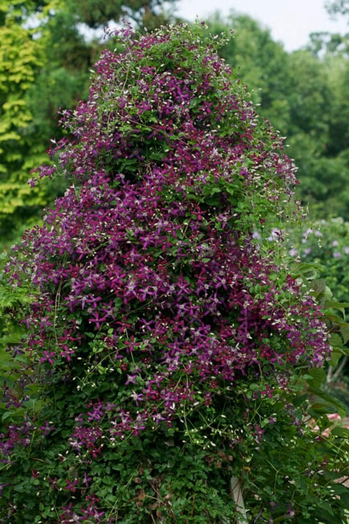  Sweet Summer Love Clematis - 1 Gallon Pot