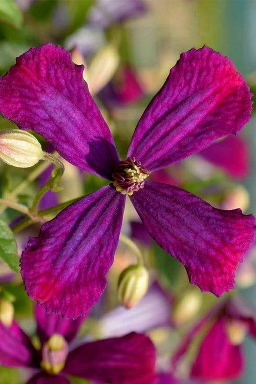 Sweet Summer Love Clematis - 1 Gallon Pot