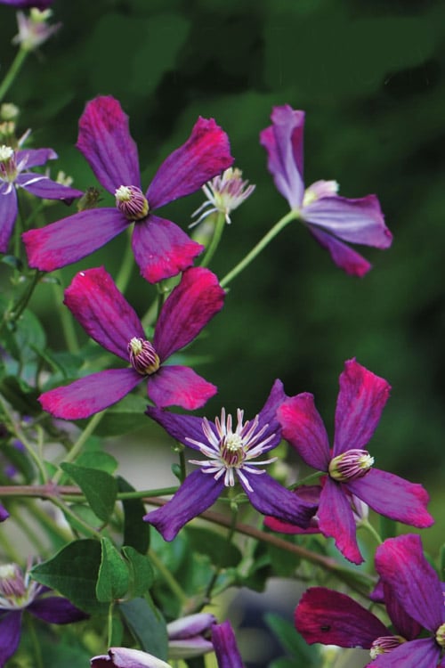  Sweet Summer Love Clematis - 1 Gallon Pot