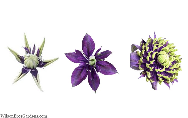  Taiga Clematis - 2 Gallon Pot