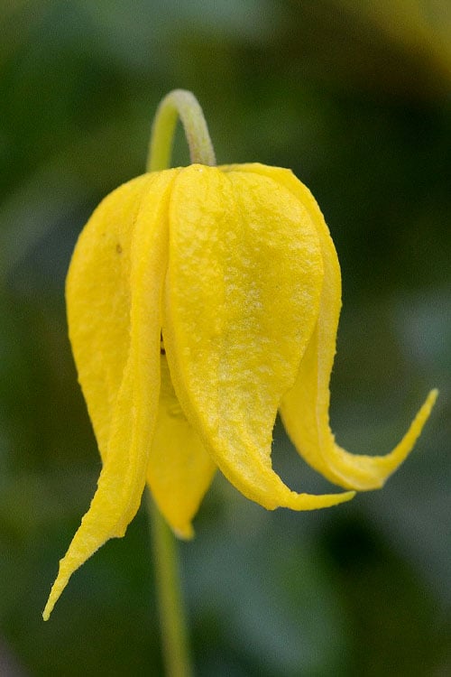 Tangutica Yellow Clematis - 1 Gallon Pot