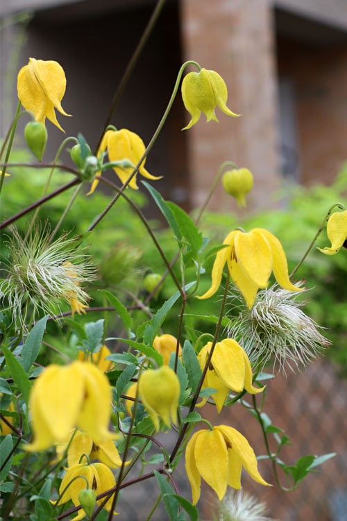  Tangutica Yellow Clematis - 1 Gallon Pot