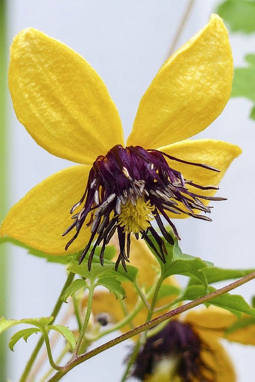  Tangutica Yellow Clematis - 1 Gallon Pot