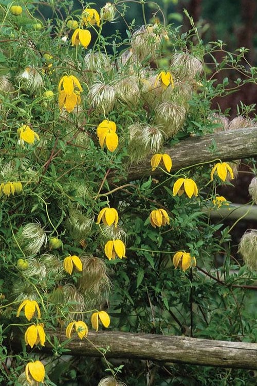  Tangutica Yellow Clematis - 1 Gallon Pot