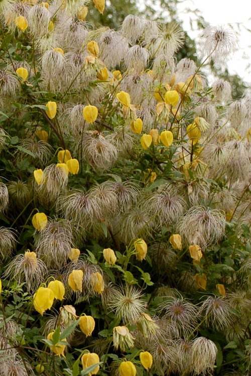  Tangutica Yellow Clematis - 1 Gallon Pot