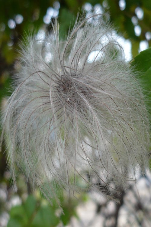  Tangutica Yellow Clematis - 1 Gallon Pot