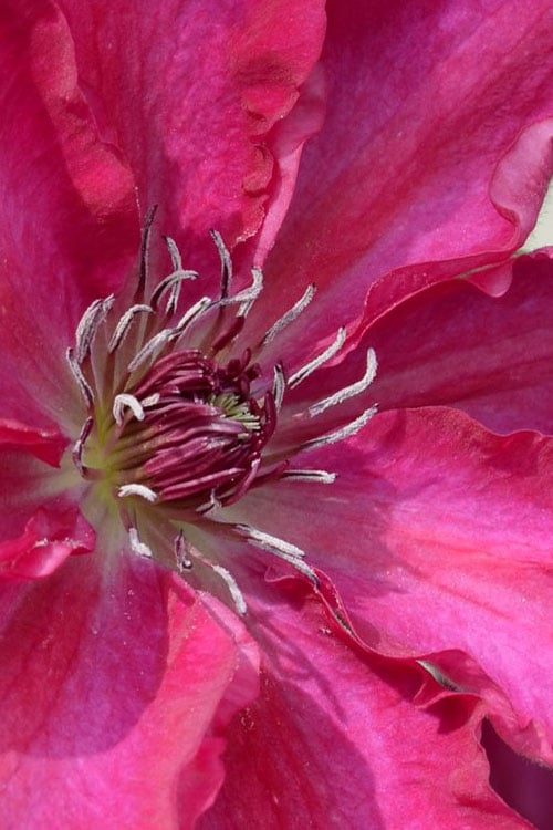  Garland Tekla Clematis - 1 Gallon Pot