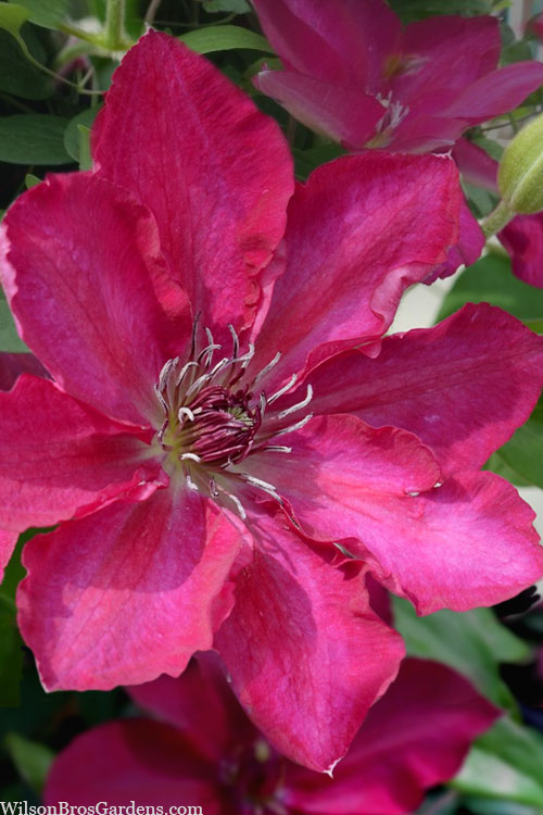  Garland Tekla Clematis - 1 Gallon Pot